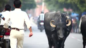 Download Stock Video India Bulls Walking The City Roads Animated Wallpaper