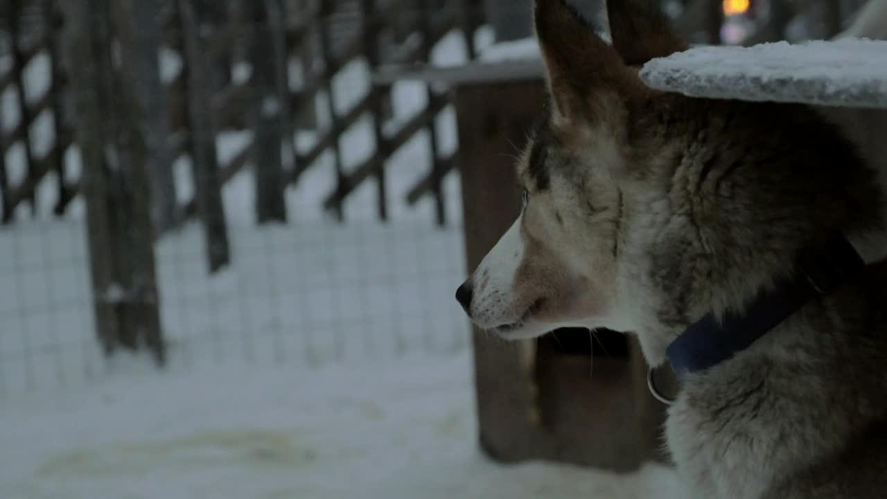 Download Stock Video Husky Enjoying The Snow Animated Wallpaper