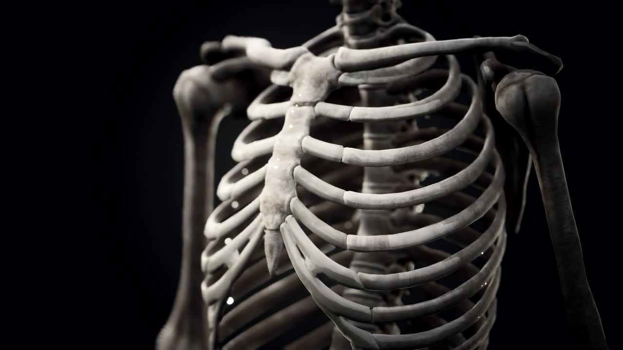 Download Stock Video Human Skeleton Model Animated Wallpaper