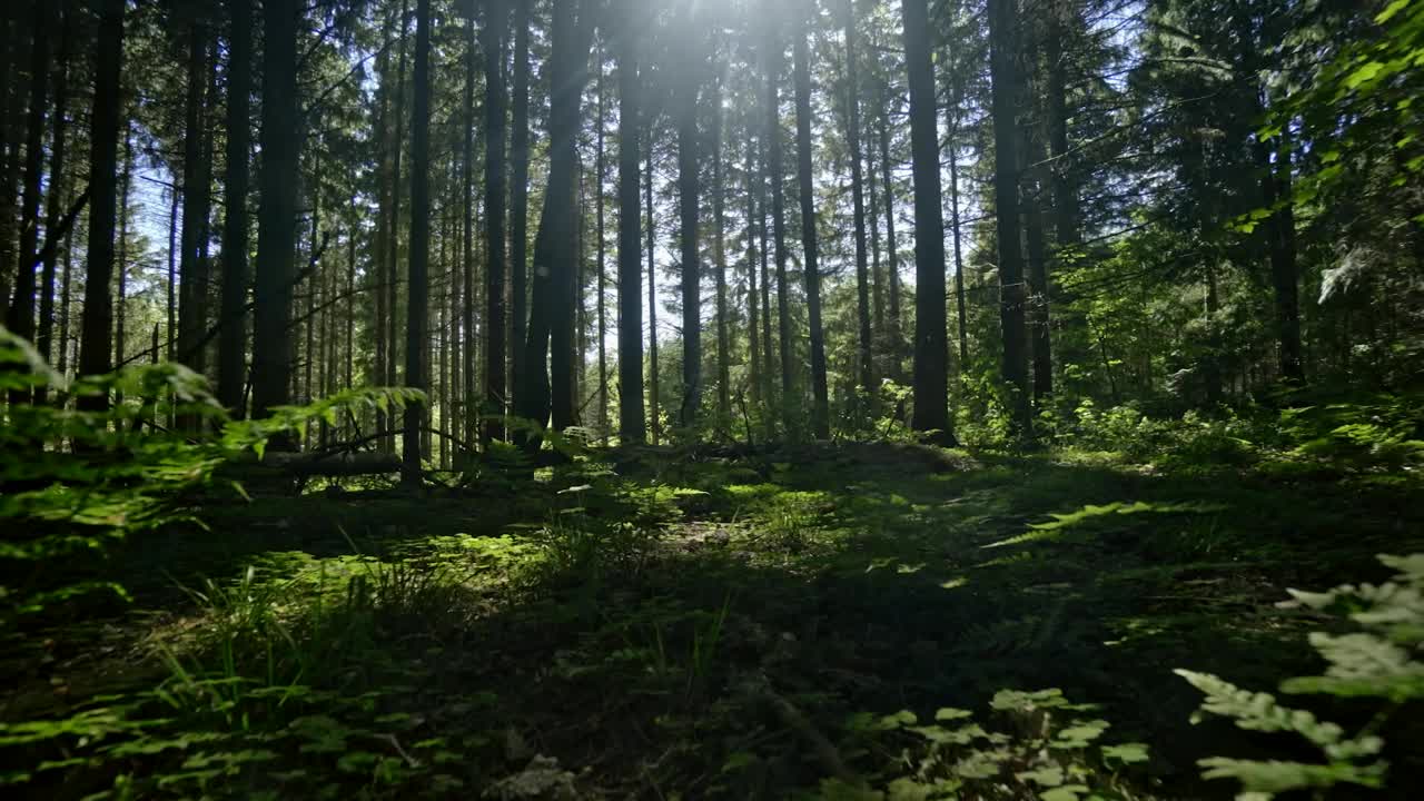 Download Stock Video Humid Forest Animated Wallpaper