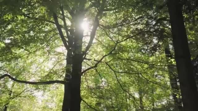 Download Stock Video Huge Trees In A Large Green Forest Smal Animated Wallpaper