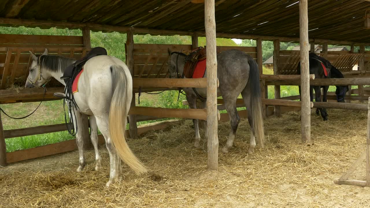 Download Stock Video Horses Parked On The Stable Animated Wallpaper