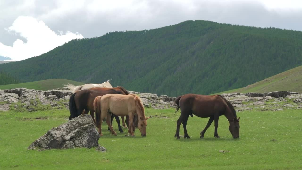 Download Stock Video Horses Grazing In The Plain Animated Wallpaper