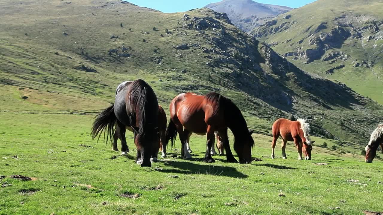 Download Stock Video Horses Eating High In The Hills Animated Wallpaper