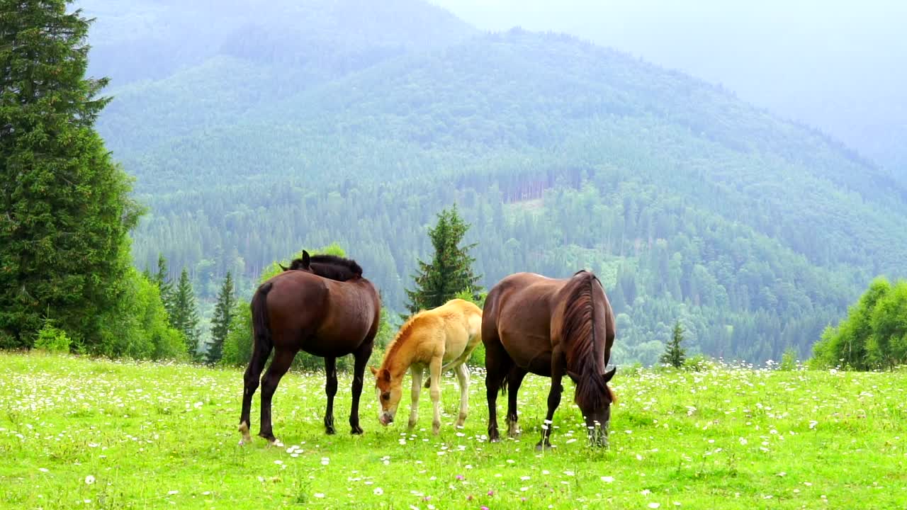 Download Stock Video Horses Family Grazing In The Meadow Animated Wallpaper