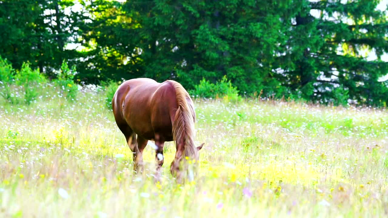 Download Stock Video Horse Feeding In A Meadow Animated Wallpaper