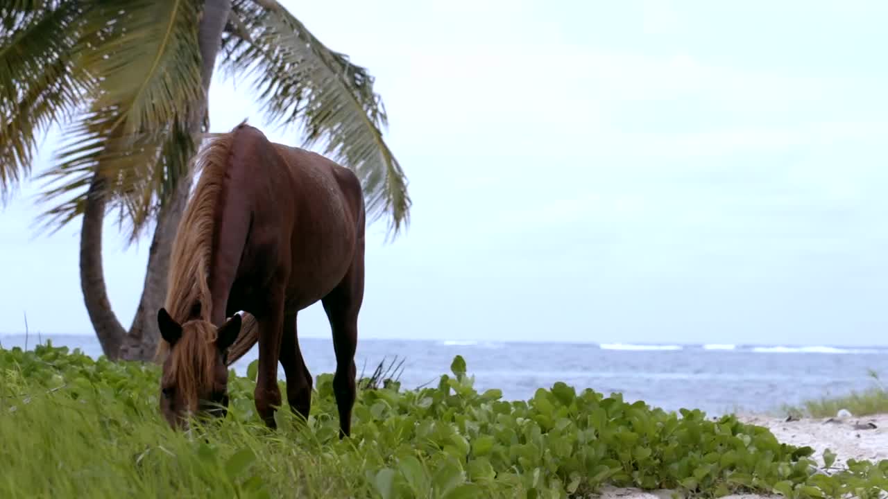 Download Stock Video Horse Eating Grass By The Ocean Animated Wallpaper