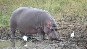 Download Stock Video Hippo Sleeping Near A Pond Animated Wallpaper
