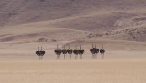 Download Stock Video Herd Of Ostrich Running On A Dry Savanna Animated Wallpaper