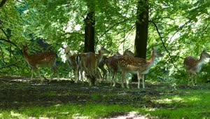 Download Stock Video Herd Of Deer In The Forest Animated Wallpaper