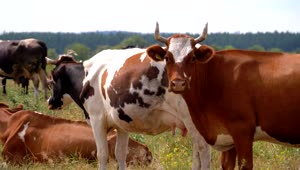 Download Stock Video Herd Of Cows In The Countryside Animated Wallpaper