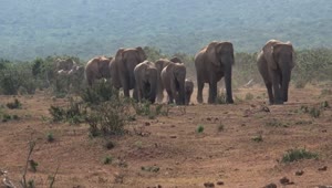 Download Stock Video Herd Of African Elephants Walking On The Savanna Animated Wallpaper
