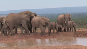 Download Stock Video Herd Of African Elephants In A Pond Animated Wallpaper