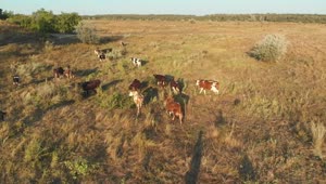 Download Stock Video Herd Cows Grazing In The Meadow Animated Wallpaper