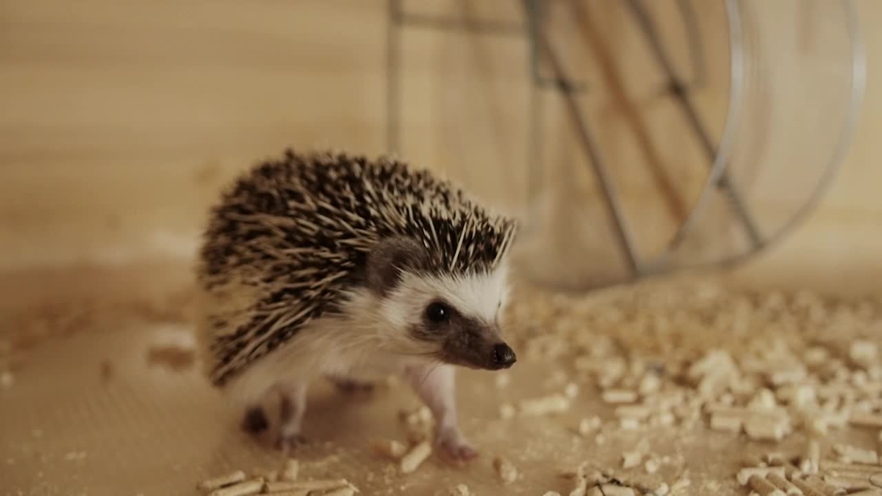 Download Stock Video Hedgehog Pet Running Animated Wallpaper