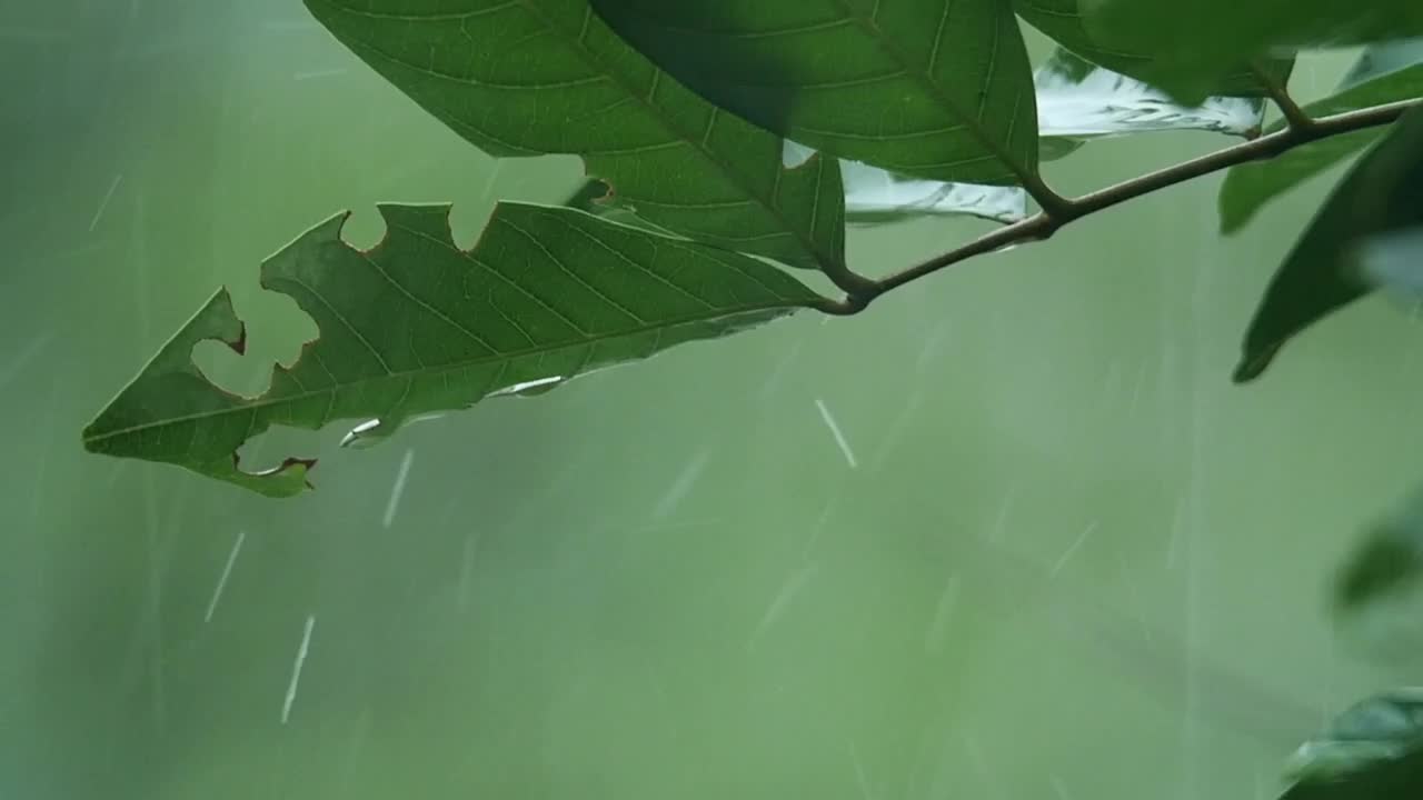 Download Stock Video Heavy Rainfall Through Leaves Animated Wallpaper