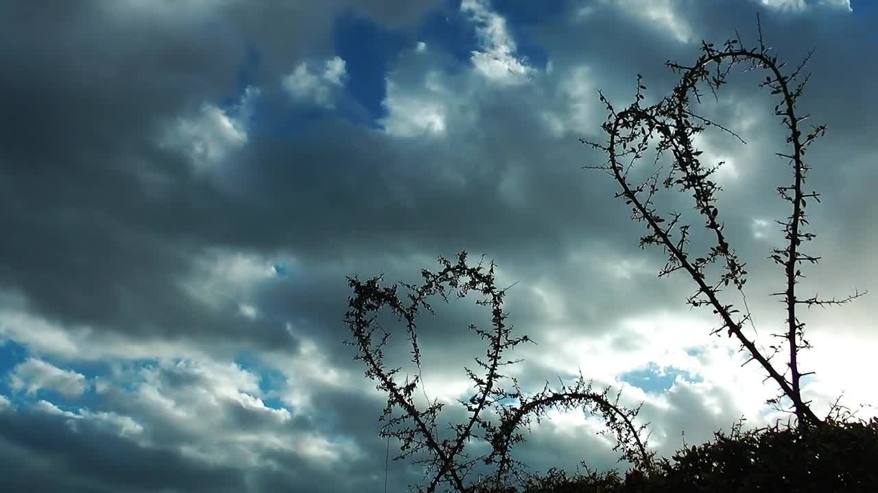 Download Stock Video Heart Shaped Branches In Nature Animated Wallpaper