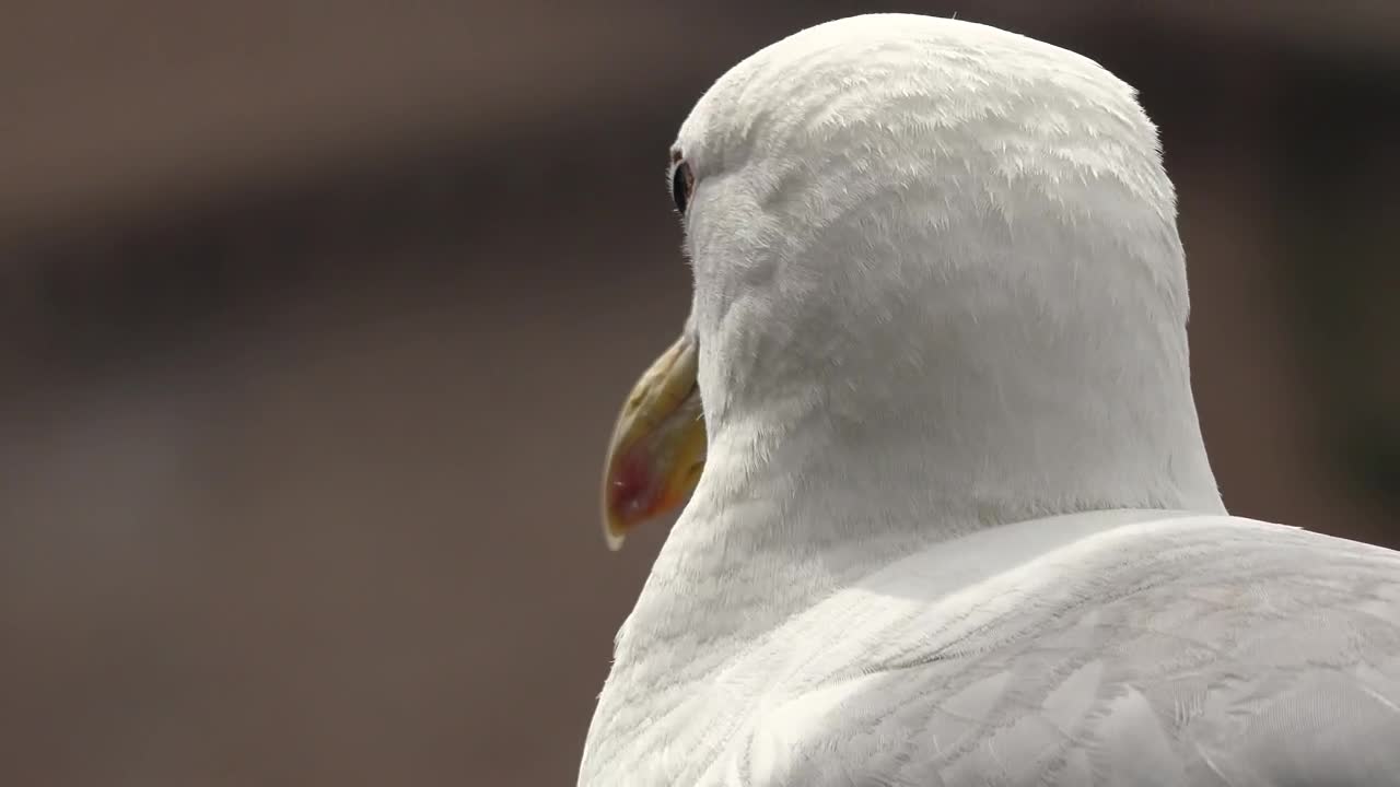 Download Stock Video Head Of A Seagull Animated Wallpaper