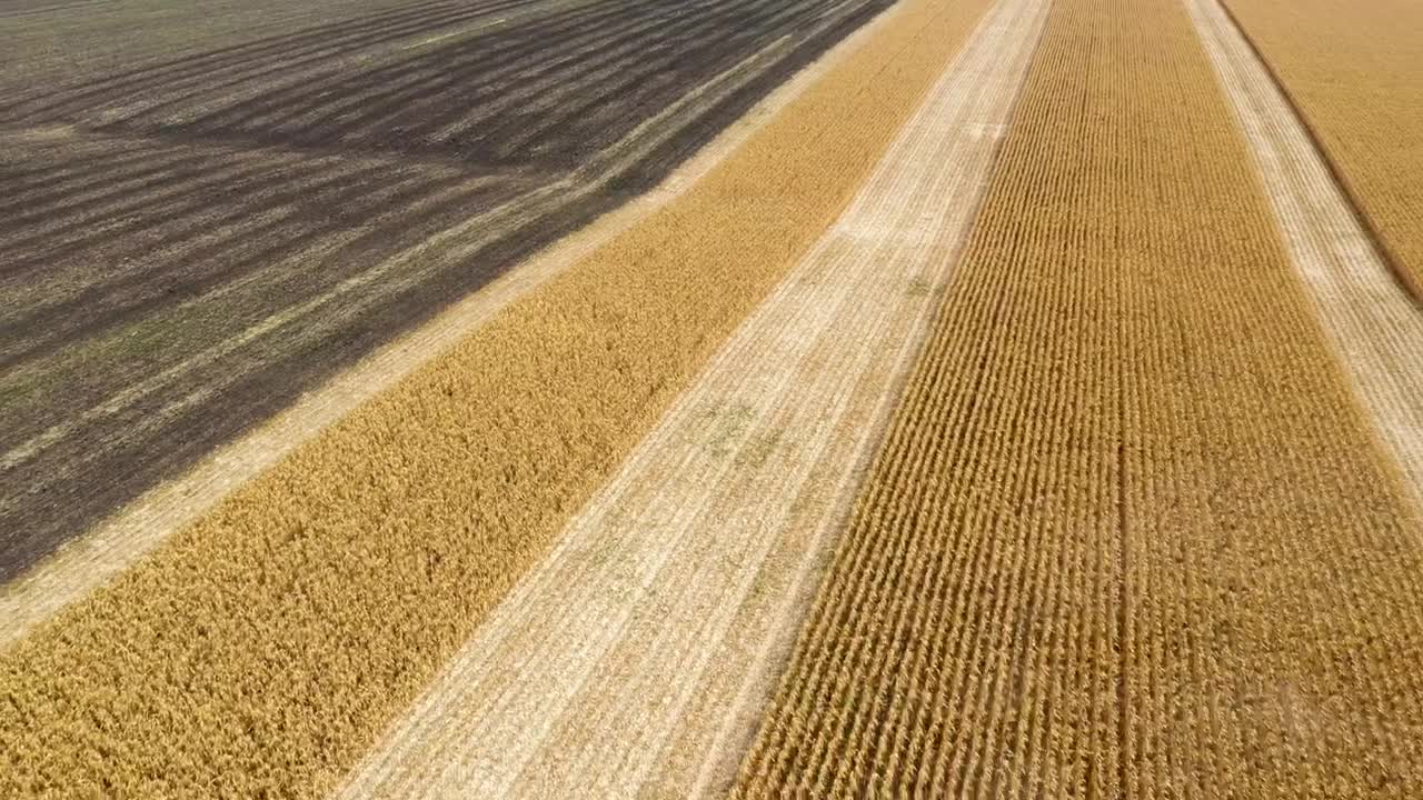 Download Stock Video Harvesting Large Fields Of Crops With Tractor Animated Wallpaper