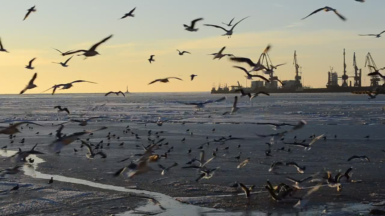 Download Stock Video Landing At Low Tide Animated Wallpaper