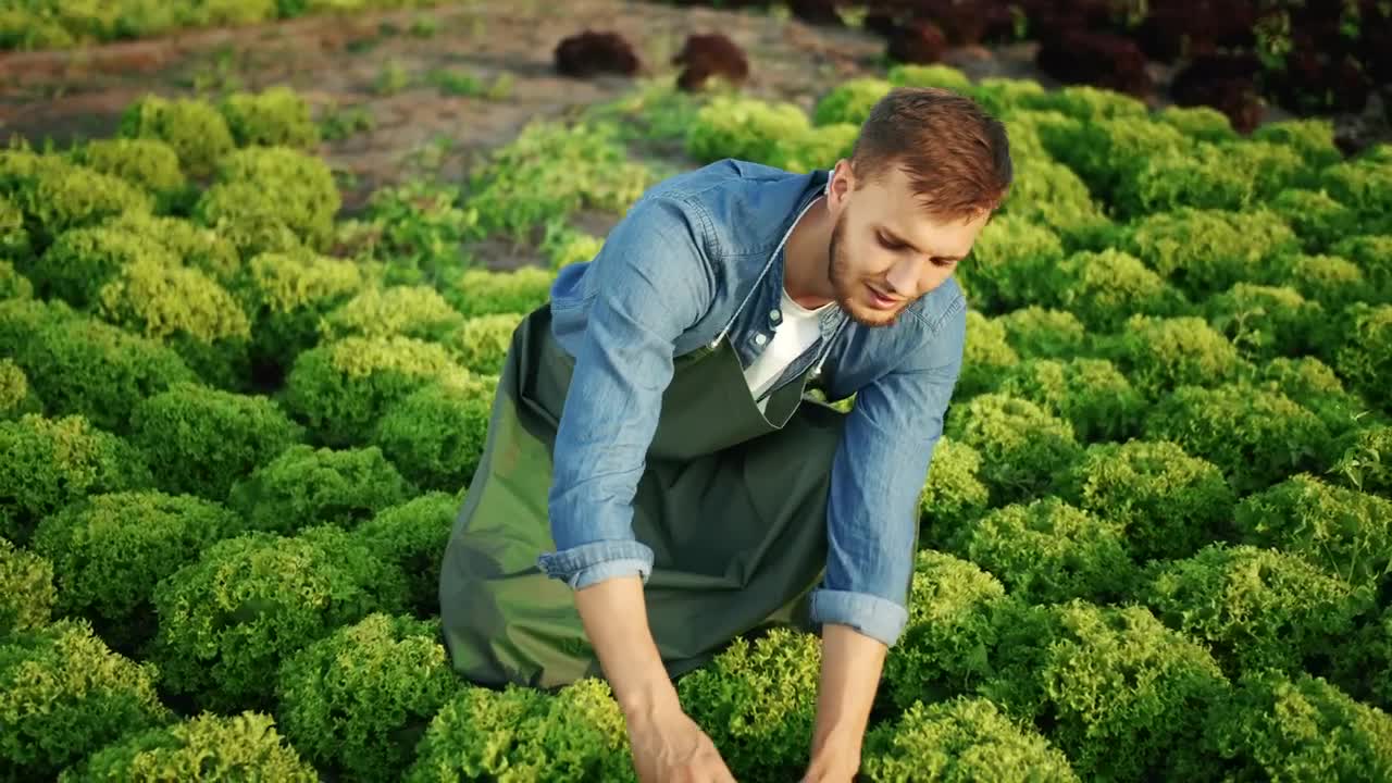 Download Stock Video Man Checks Growth Of Vegetables In Garden Animated Wallpaper