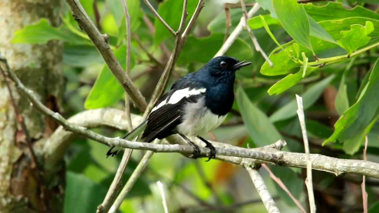 Download Stock Video Magpie Shaking Their Feathers Animated Wallpaper