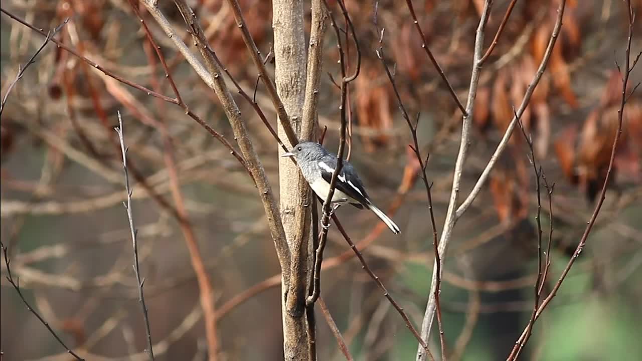 Download Stock Video Magpie In An Autumn Forest Animated Wallpaper