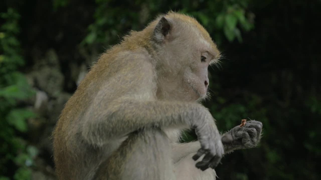 Download Stock Video Macaque Eating In Malaysia Animated Wallpaper