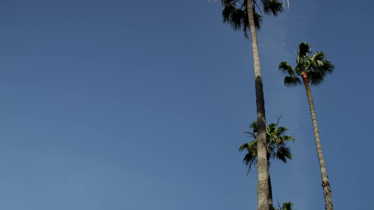 Download Stock Video Low View Of Two Palm Trees Under Clear Blue Sky Animated Wallpaper