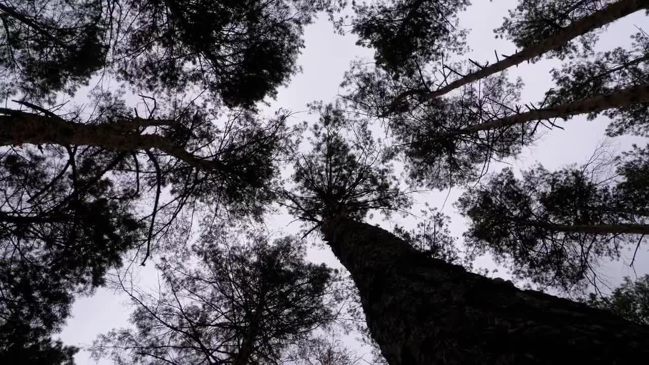 Download Stock Video Low Spinning Shot Of Silhouettes Of Large Trees Animated Wallpaper