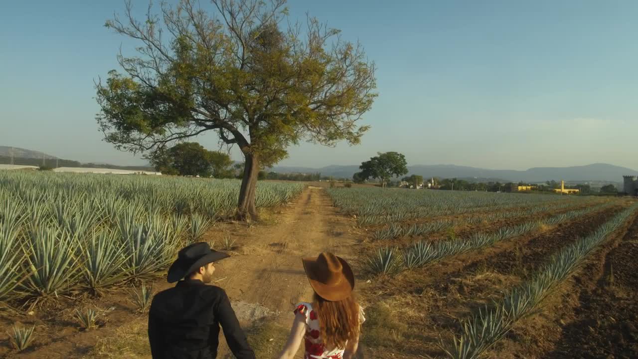 Download Stock Video Loving Couple Walking Through A Huge Maguey Field Animated Wallpaper