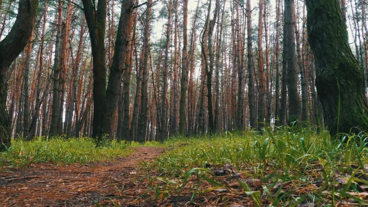 Download Stock Video Lonely Path In A Green Forest Animated Wallpaper