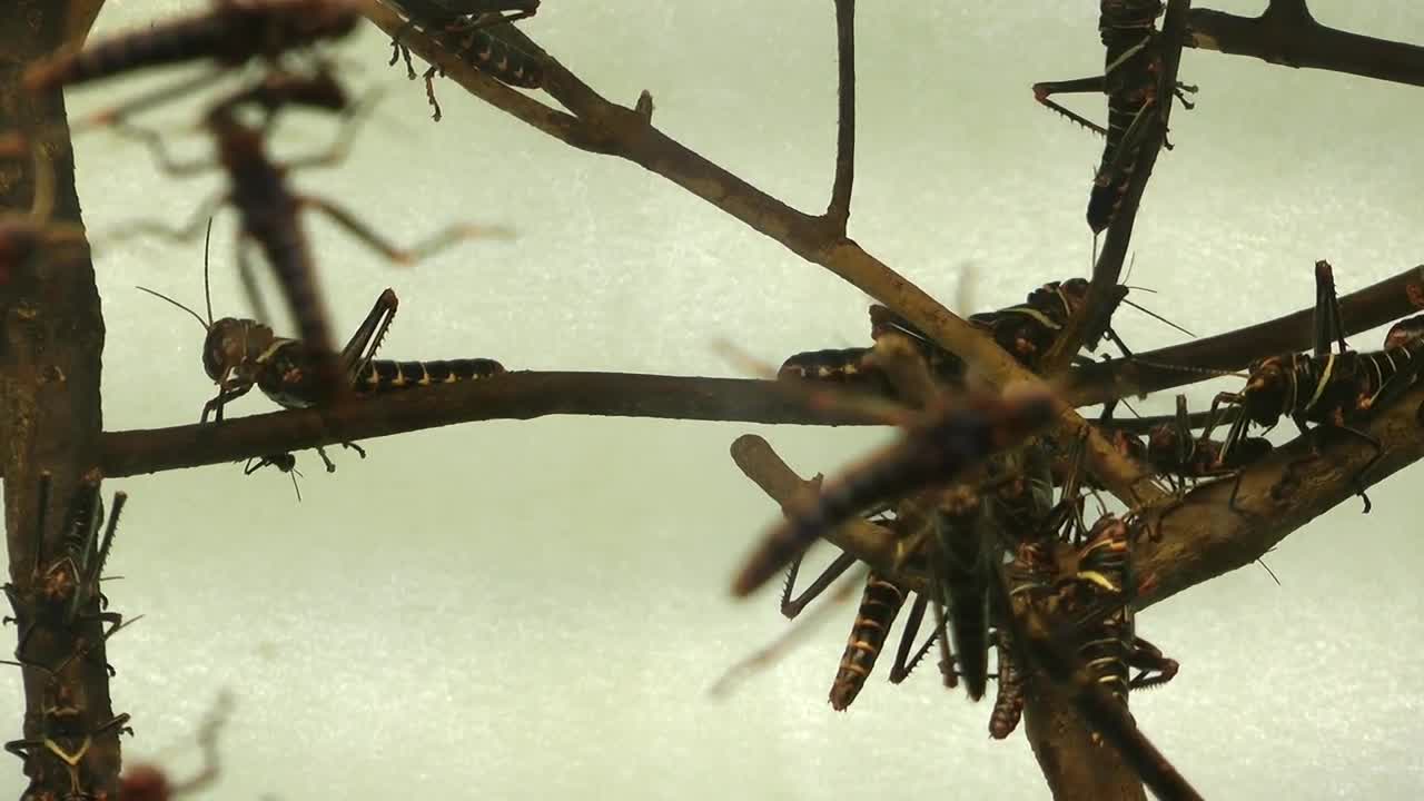 Download Stock Video Locusts Perched On Branches Animated Wallpaper