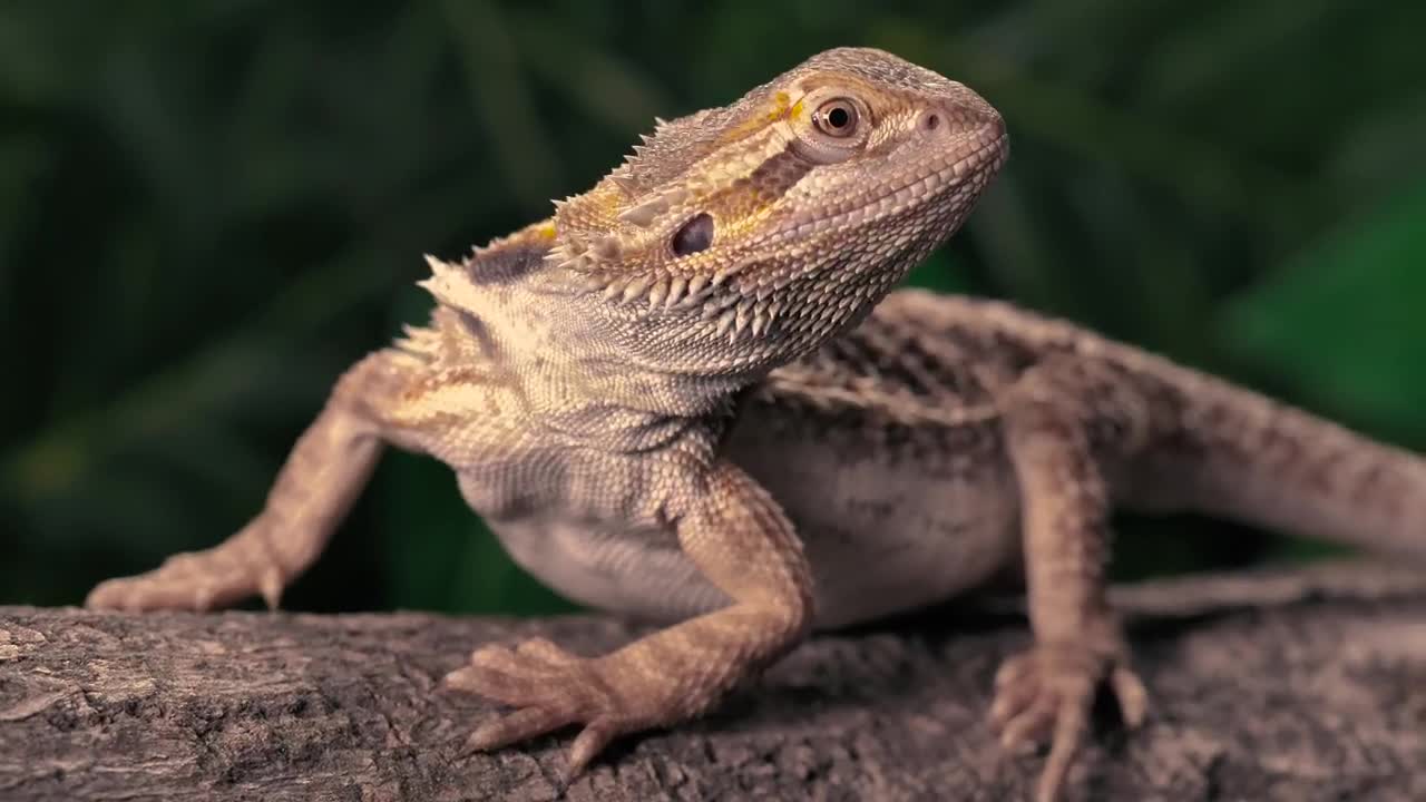 Download Stock Video Lizard Over A Trunk At Nature Closeup Animated Wallpaper