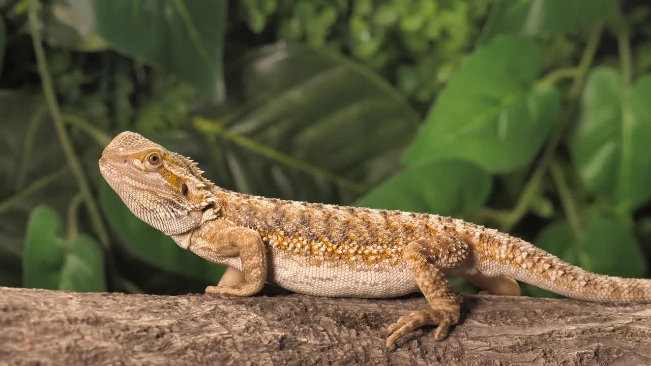 Download Stock Video Lizard Looking For Dinner In Nature Animated Wallpaper