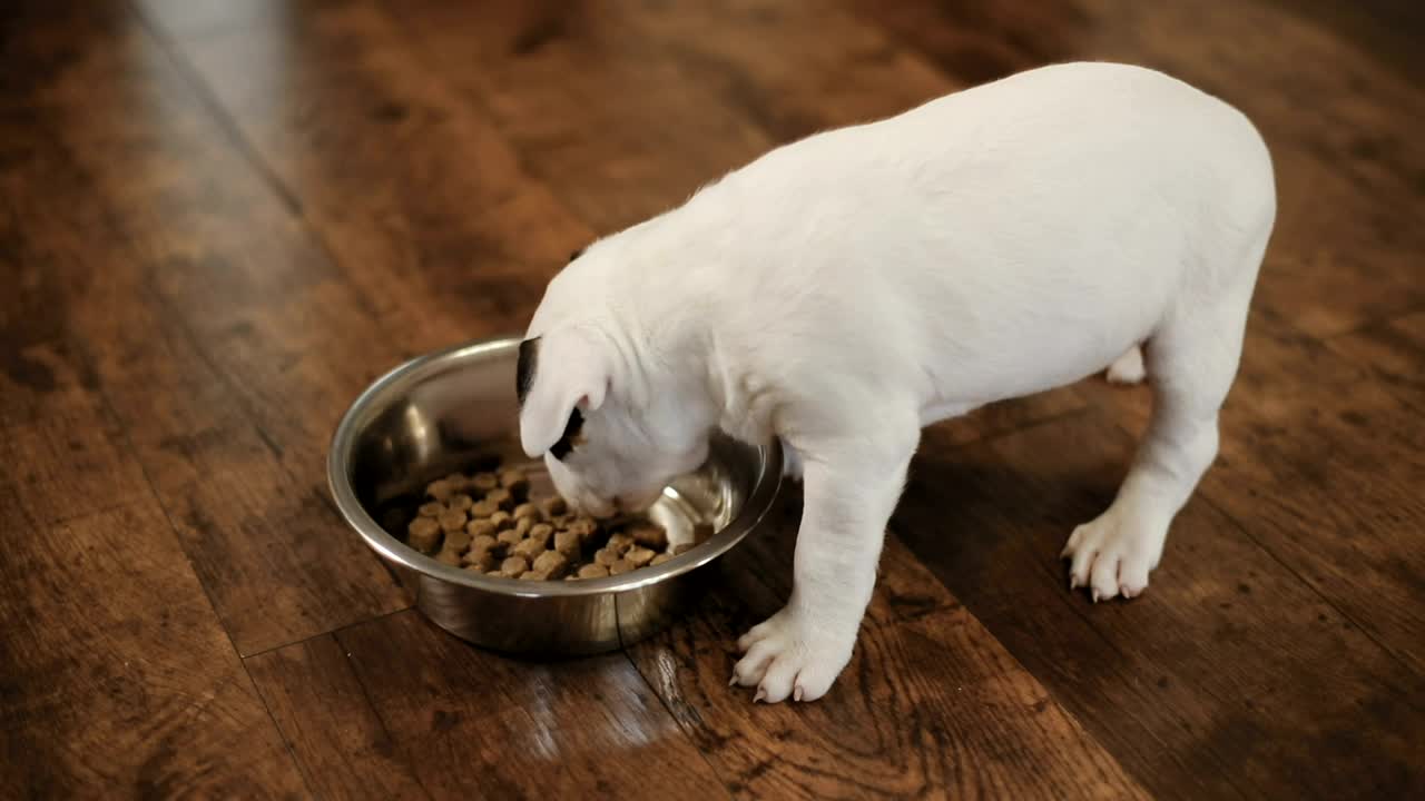 Download Stock Video Little Puppies Eating Animated Wallpaper