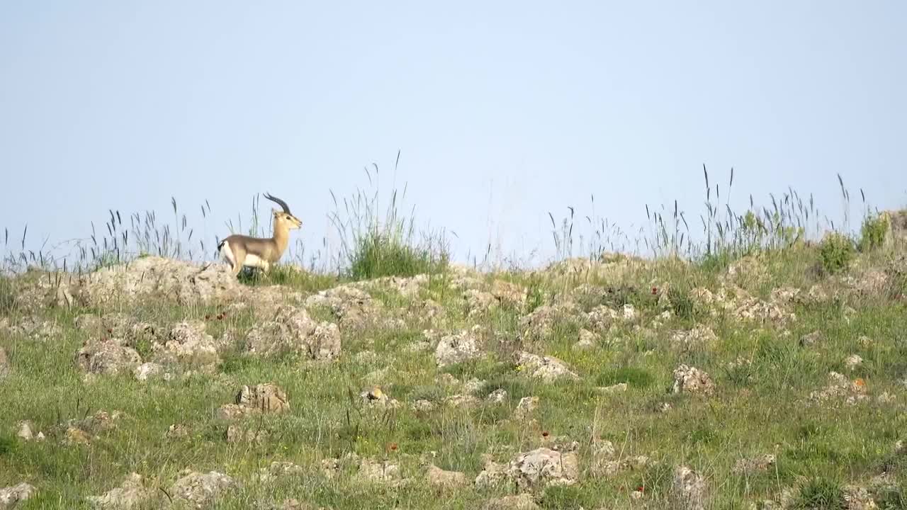 Download Stock Video Little Deer Walking In The Mountain Animated Wallpaper