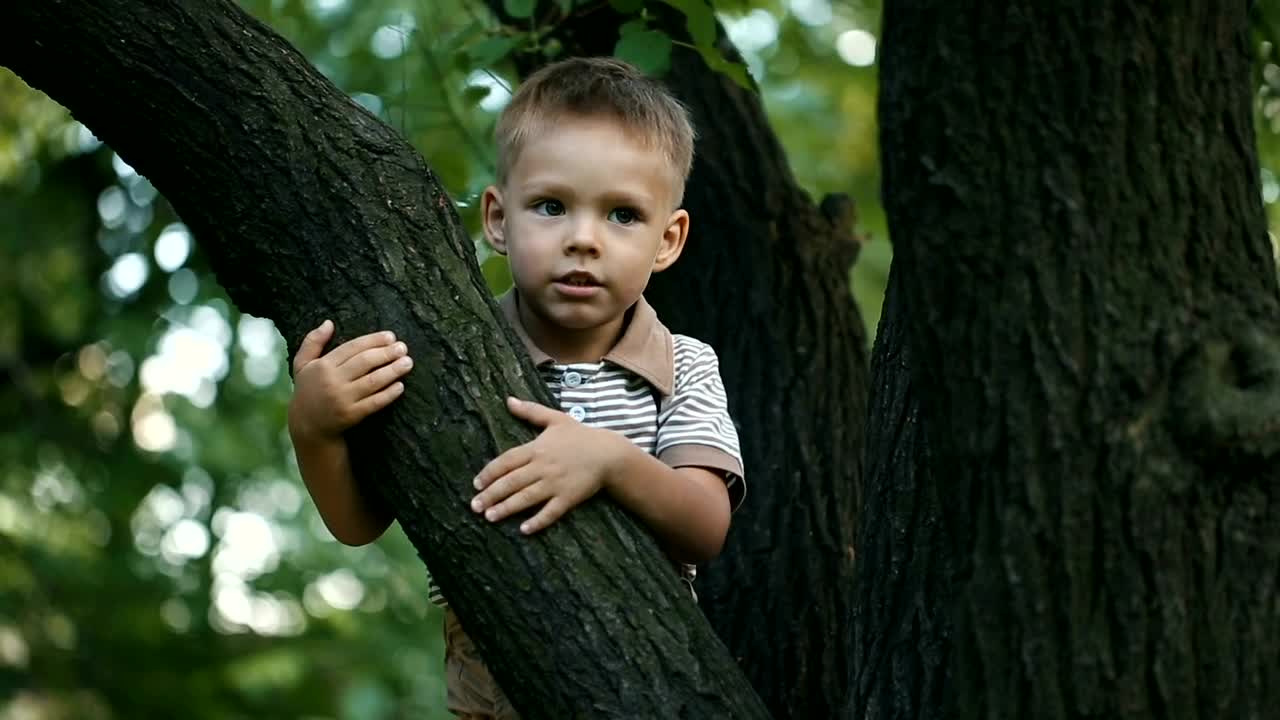 Download Stock Video Little Boy Climbing A Tree Animated Wallpaper