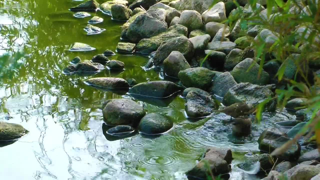 Download Stock Video Little Birds Bathe In The Stream Of A Park Animated Wallpaper