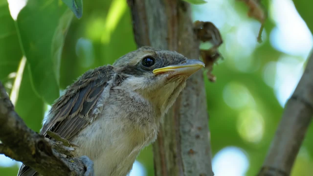 Download Stock Video Little Bird Sitting On A Tree Branch Animated Wallpaper