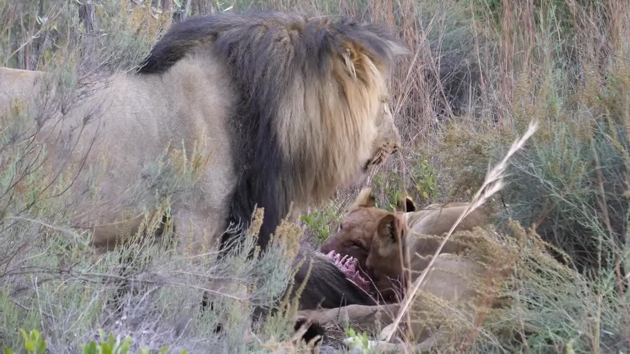 Download Stock Video Lions Eating From A Wildebeest Animated Wallpaper