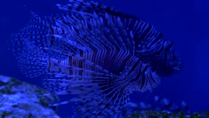 Download Stock Video Lionfish On A Blue Aquarium Animated Wallpaper