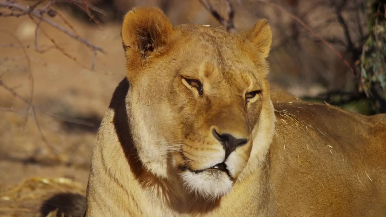 Download Stock Video Lioness Portrait In The Wild Animated Wallpaper