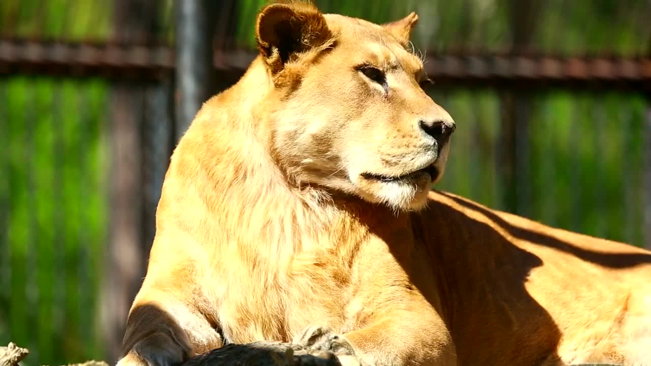 Download Stock Video Lioness Laying In The Sun Animated Wallpaper