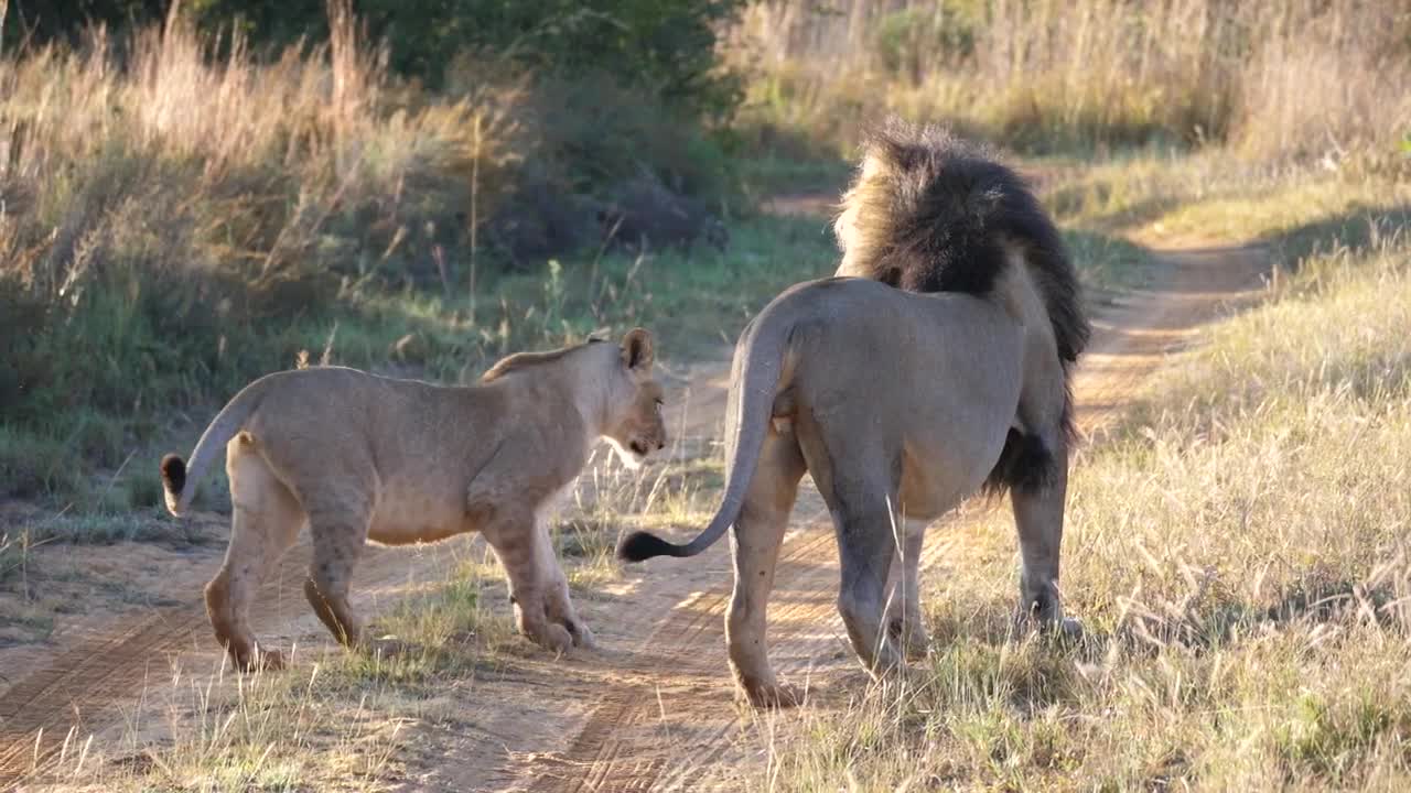 Download Stock Video Lion Couple In The Middle Of The Road Animated Wallpaper