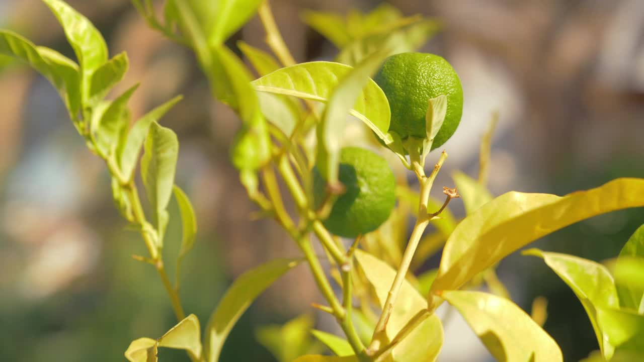 Download Stock Video Limes Growing In A Garden Animated Wallpaper