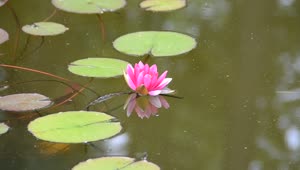 Download Stock Video Lilies On A Garden Pond Animated Wallpaper