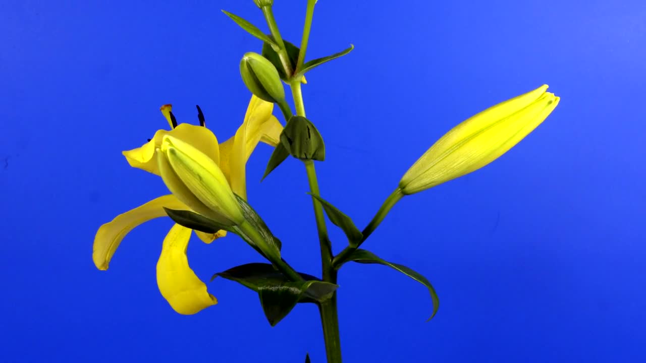 Download Stock Video Lilies Flowers On Its Stem Slowly Opening Animated Wallpaper