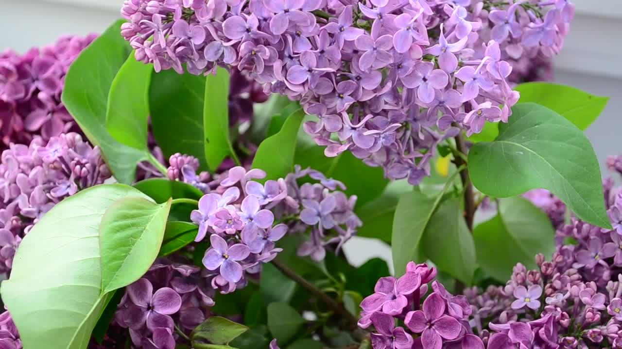 Download Stock Video Lilac Flowers In A Community Garden Animated Wallpaper