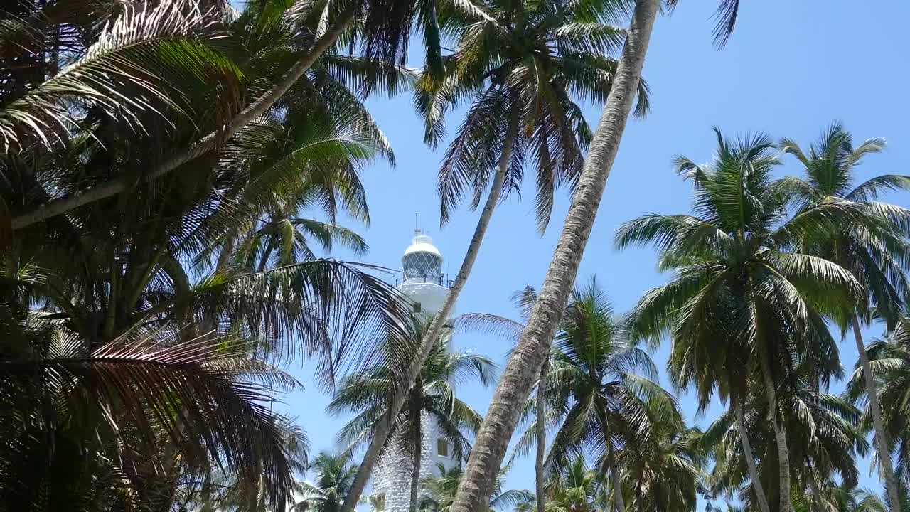 Download Stock Video Lighthouse Behind The Palm Trees Animated Wallpaper